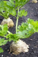 Apium graveolens var. rapaceum - Celeriac ready to dig up