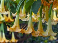 Brugmansia aborea 'Angel's Trumpet' October Norfolk