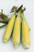 Sweet Corn 'Accentuate F1'. Three ripe cobs on a white background. August