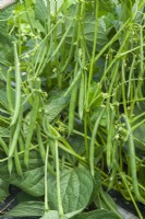 Dwarf French bean 'Kestral'. Mature pods ready for harvesting, August.