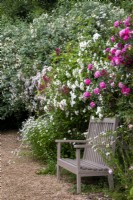 Painted wooden bench in front of rambling roses and ox-eye daisies with gravel path at Moor Wood, Gloucestershire