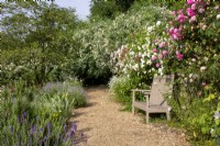 Painted wooden bench in front of rambling roses with gravel path at Moor Wood, Gloucestershire.