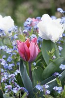 Tulipa 'Pretty Princess' - Tulipa 'White Lizard' - Tulips 