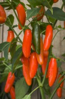 Pepper 'Jalapeno Orange Spice'. Closeup of chilli pepper fruits ripening on bush. September.