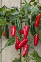 Pepper 'Nadapeno'. Sweet peppers growing on plant. September.