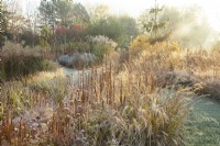 Early morning sunlight on ornamental grasses and perennial seed heads at Ellicar gardens in frost.