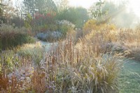 Sunlit ornamental grasses and perennial seed heads at Ellicar Gardens in frost.
