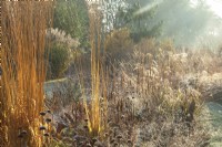 Backlit ornamental grasses including Molinia arundinacea 'Karl Foerster' and perennial seed heads at Ellicar Gardens in frost.