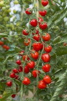 Tomato 'Jahodo F1'. Trusses of heart-shaped ripe fruits. August.