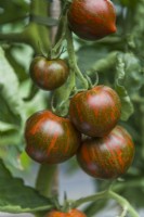Tomato 'Purple Zebra'. Trusses of ripe striped fruits. August