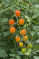 Tomato 'Orangello F1'. Ripe mini plum type fruits growing outdoors. August.