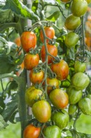 Tomato 'Red Torch F1'. Trusses of ripening, striped, oblong-shaped fruits. August.