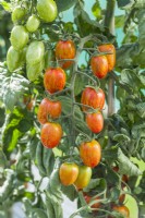 Tomato 'Red Torch F1'. Trusses of ripe, oblong-shaped, striped fruits. August.