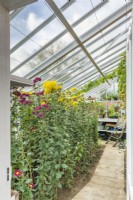 View into Victorian syle Alitex aluminium leanto greenhouse filled with chrysanthemums in flower. October.