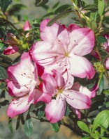 Rhododendron hybrid Vibrant, summer June