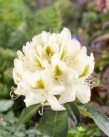 Rhododendron Belle Heller, summer June