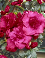 Rhododendron Red Satin, spring May
