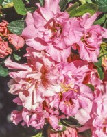 Rhododendron indicum Pink Tiger, summer June
