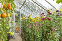 View inside Victorian style Alitex aluminium leanto greenhouse filled with chrysanthemums in flower and tomatoes against wall. October.