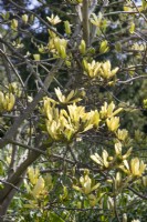 Magnolia 'Butterflies' at Birmingham Botanical Gardens, April