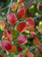 Viburnum carlesii 'Diane' leaves in Autumn October