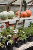 Pots of pelargoniums on greenhouse staging below squashes in September