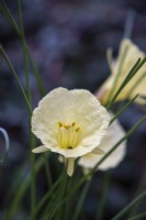 Narcissus  romieuxii - hoop petticoat narcissus - January
