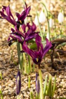 Iris reticulata 'Pauline' - January