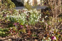 Winter sunshine on snowdrops and  hellebores at Downton House, Gloucestershire