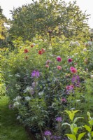 Borders of dahlias with annuals including Cleome