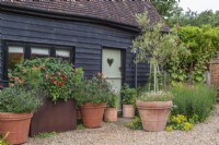 Collection of terracotta containers and rusty metal trough outside front door of black barn.  Plants include- Dahlia 'Totally Tangerine'; D. 'PoppyScotland'; Olea tree; Salvia 'Nachtlulinder'; S. 'Amistad'