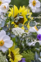 Bouquet of Helianthus 'Buttercream' - Sunflowers, Ammi visnaga, Catananche caerulea, white Anemones and Eucalyptus sprigs in a glass vase