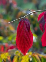 Parrotia persica - Persian Ironwood - leaf detail in October Autumn