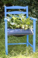 Chair container planted with Fatsia, Hostas and Ferns