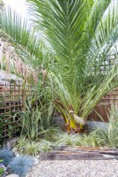 Large palm tree in garden corner underplanted with Phormiums and ornamental grasses