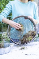 Woman placing moss in compost sieve