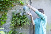 Woman watering Ferns and Ivy planted in compost sieve