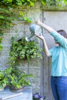 Woman watering Ferns and Ivy planted in compost sieve