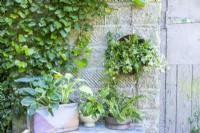 Ferns and Ivy planted in hanging compost sieve with ferns and hostas in various containers below