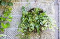 Ferns and Ivy planted in hanging compost sieve