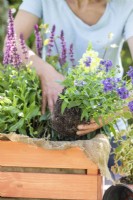 Woman planting Nemesia 'Myrtille' in wooden crate
