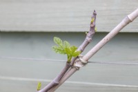 New growth on Ficus - Fig