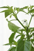 Capsicum annuum  'Basket of Fire'  Chilli pepper flower and buds  F1 Hybrid  June