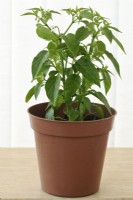 Capsicum annuum  'Basket of Fire'  Chilli pepper flower and buds on young plant indoors in plastic pot  F1 Hybrid  June