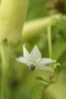 Capsicum annuum  'Basket of Fire'  Chilli pepper flower  F1 Hybrid  July