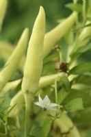 Capsicum annuum  'Basket of Fire'  Chilli pepper flower and fruit  F1 Hybrid  July