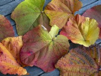 Fallen leaves of Vitis coignetiae - Crimson Glory Vine in autumn  mid October
