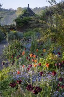 Tulips 'Ballerina' and 'Queen of the Night' mixed with forget-me-nots in cottage garden style border at Gravetye Manor in Sussex