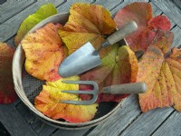 leaves of Vitis coignetiae - Crimson Glory Vine with hand tools on garden table  autumn  October