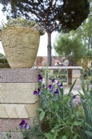 The Nurture Landscapes Garden. Designer: Sarah Price. Chelsea Flower Show. Gold Medal. A garden using low carbon materials.
Echeveria glauca 'Silver Lining' growing in a hand-made planter with sweet-peas below.